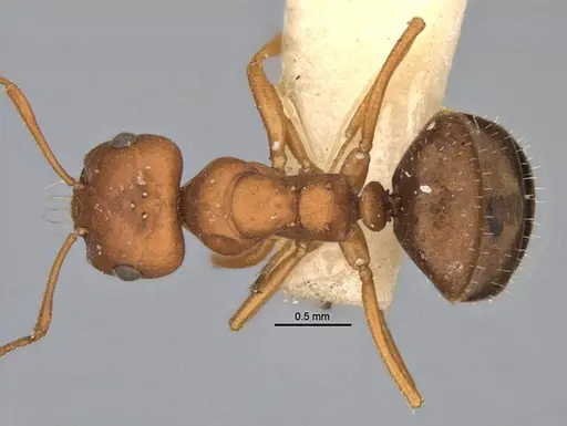 Melophorus fulvidus specimen ANIC32-900119-2 image anic32-900119-2_1