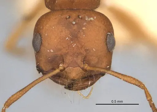 Melophorus fulvidus specimen ANIC32-900119-2 image anic32-900119-2_2