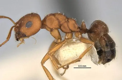 Melophorus fulvidus specimen ANIC32-900119-2 image anic32-900119-2_3