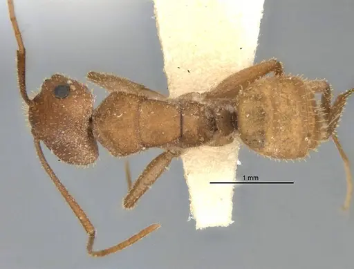 Melophorus fulvihirtus specimen ANIC32-900076 image anic32-900076_1