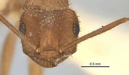 Melophorus fulvihirtus specimen ANIC32-900076 image anic32-900076_2