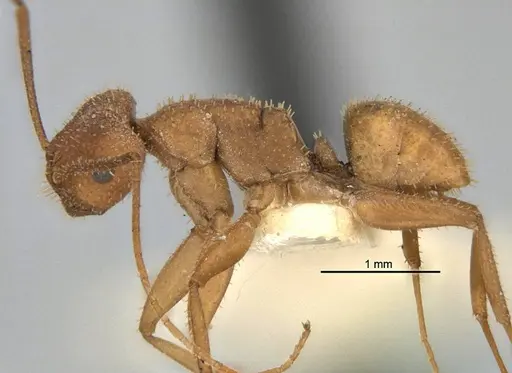 Melophorus fulvihirtus specimen ANIC32-900076 image anic32-900076_3