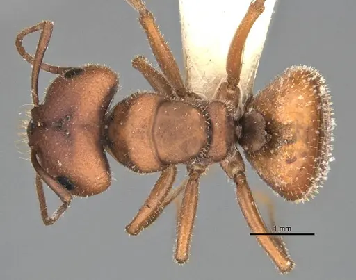 Melophorus fulvihirtus specimen ANIC32-900178 image anic32-900178_1