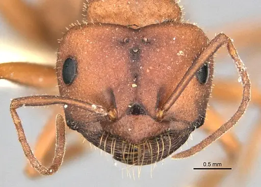 Melophorus fulvihirtus specimen ANIC32-900178 image anic32-900178_2