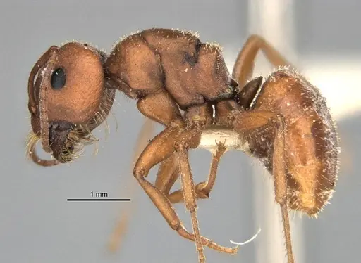 Melophorus fulvihirtus specimen ANIC32-900178 image anic32-900178_3