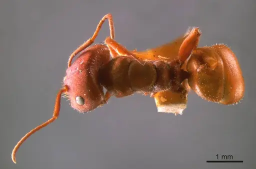 Melophorus fulvihirtus specimen ANTWEB1008200 image antweb1008200_1