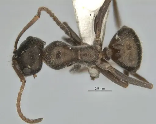 Melophorus gibbosus specimen ANIC32-900191 image anic32-900191_1