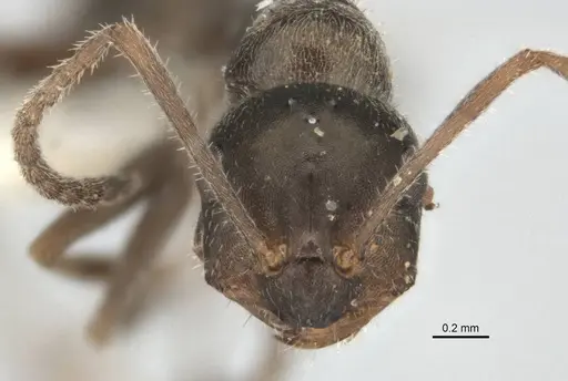 Melophorus gibbosus specimen ANIC32-900191 image anic32-900191_2