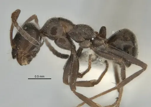 Melophorus gibbosus specimen ANIC32-900191 image anic32-900191_3