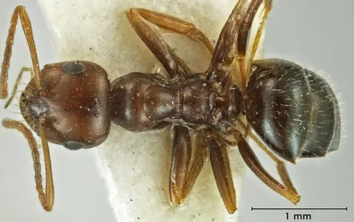 Melophorus gilliatensis specimen ANIC32-066645-1 image anic32-066645-1_1
