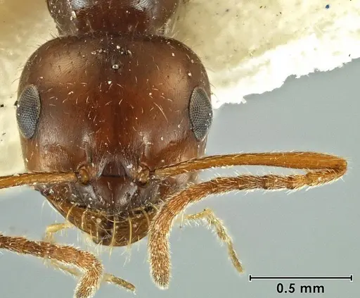 Melophorus gilliatensis specimen ANIC32-066645-1 image anic32-066645-1_2