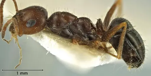 Melophorus gilliatensis specimen ANIC32-066645-1 image anic32-066645-1_3