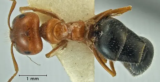 Melophorus gilliatensis specimen ANIC32-066645-2 image anic32-066645-2_1