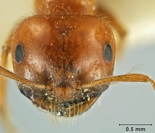 Melophorus gilliatensis specimen ANIC32-066645-2 image anic32-066645-2_2