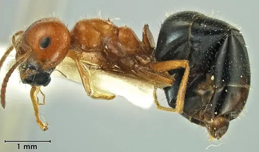 Melophorus gilliatensis specimen ANIC32-066645-2 image anic32-066645-2_3