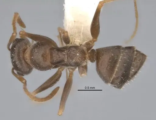 Melophorus graciliceps specimen ANIC32-900175-1 image anic32-900175-1_1