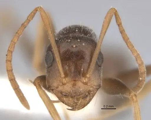Melophorus graciliceps specimen ANIC32-900175-1 image anic32-900175-1_2