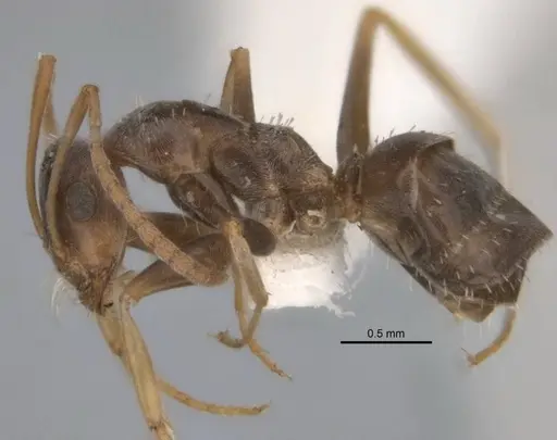 Melophorus graciliceps specimen ANIC32-900175-1 image anic32-900175-1_3