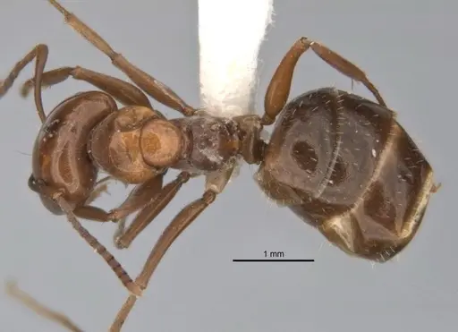 Melophorus graciliceps specimen ANIC32-900175-2 image anic32-900175-2_1