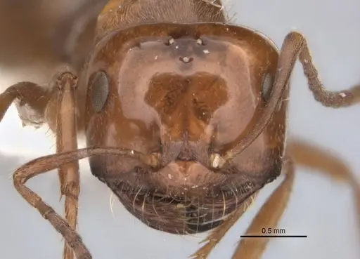 Melophorus graciliceps specimen ANIC32-900175-2 image anic32-900175-2_2