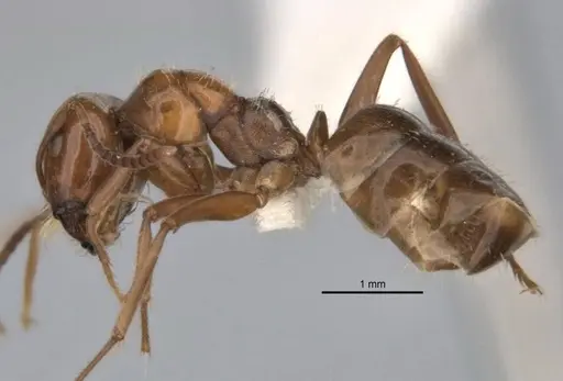 Melophorus graciliceps specimen ANIC32-900175-2 image anic32-900175-2_3