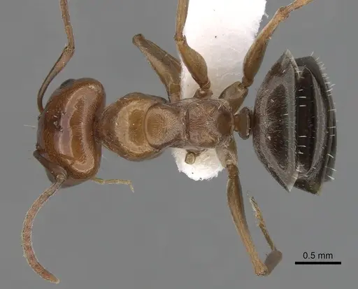 Melophorus graciliceps specimen CASENT0280490 image casent0280490_1