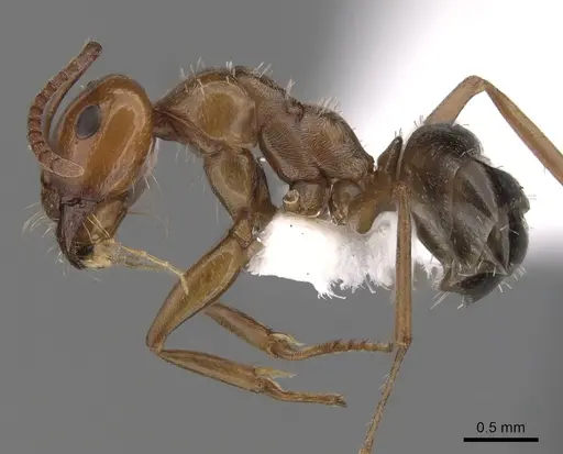 Melophorus graciliceps specimen CASENT0280490 image casent0280490_3