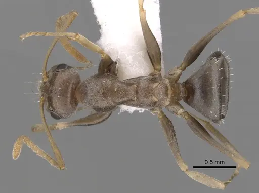 Melophorus graciliceps specimen CASENT0280491 image casent0280491_1