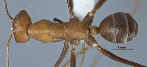Melophorus gracilipes specimen ANIC32-032240-1 image anic32-032240-1_1