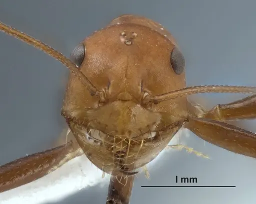 Melophorus gracilipes specimen ANIC32-032240-1 image anic32-032240-1_2