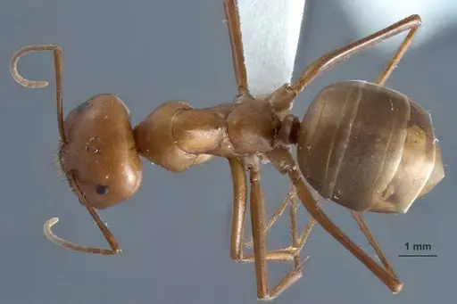 Melophorus gracilipes specimen ANIC32-032240-2 image anic32-032240-2_1