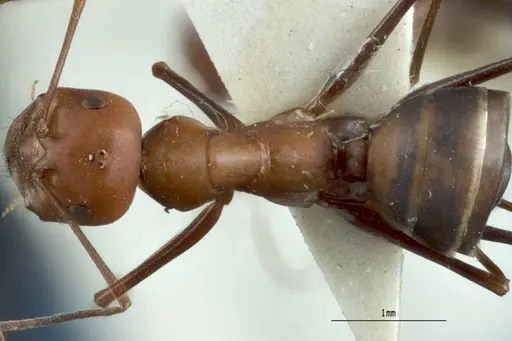 Melophorus gracilipes specimen ANTWEB1008984 image antweb1008984_1