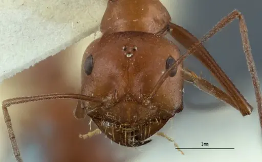 Melophorus gracilipes specimen ANTWEB1008984 image antweb1008984_2