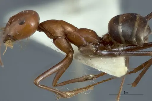 Melophorus gracilipes specimen ANTWEB1008984 image antweb1008984_3