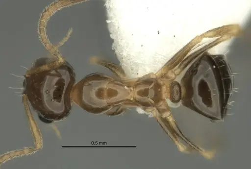 Melophorus gracilis specimen ANIC32-900209-1 image anic32-900209-1_1