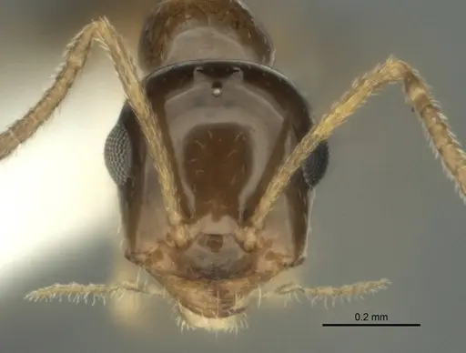 Melophorus gracilis specimen ANIC32-900209-1 image anic32-900209-1_2