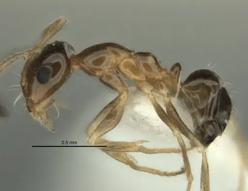Melophorus gracilis specimen ANIC32-900209-1 image anic32-900209-1_3