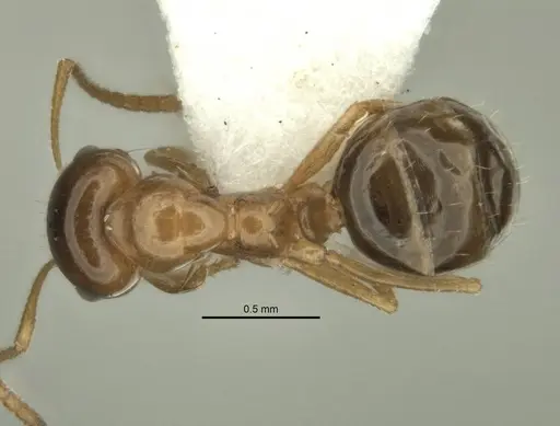 Melophorus gracilis specimen ANIC32-900209-2 image anic32-900209-2_1
