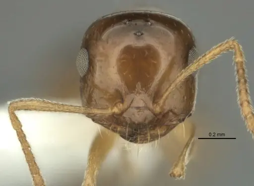 Melophorus gracilis specimen ANIC32-900209-2 image anic32-900209-2_2