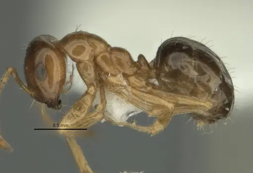 Melophorus gracilis specimen ANIC32-900209-2 image anic32-900209-2_3