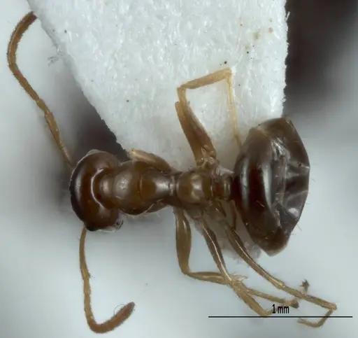 Melophorus gracilis specimen ANIC32-900212 image anic32-900212_1