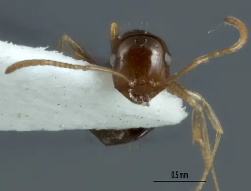 Melophorus gracilis specimen ANIC32-900212 image anic32-900212_2