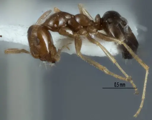 Melophorus gracilis specimen ANIC32-900212 image anic32-900212_3