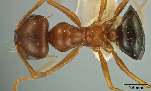 Melophorus hexidens specimen ANIC32-066603-1 image anic32-066603-1_1