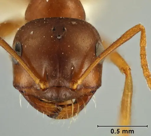 Melophorus hexidens specimen ANIC32-066603-1 image anic32-066603-1_2