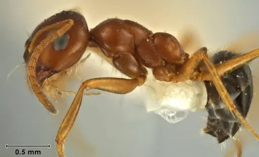 Melophorus hexidens specimen ANIC32-066603-1 image anic32-066603-1_3