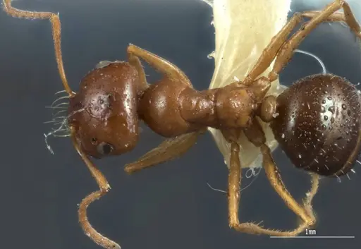 Melophorus hexidens specimen ANIC32-066603-2 image anic32-066603-2_1