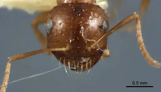 Melophorus hexidens specimen ANIC32-066603-2 image anic32-066603-2_2