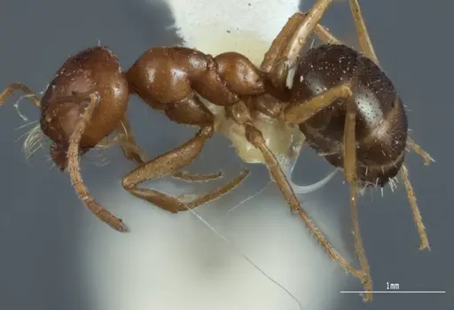 Melophorus hexidens specimen ANIC32-066603-2 image anic32-066603-2_3