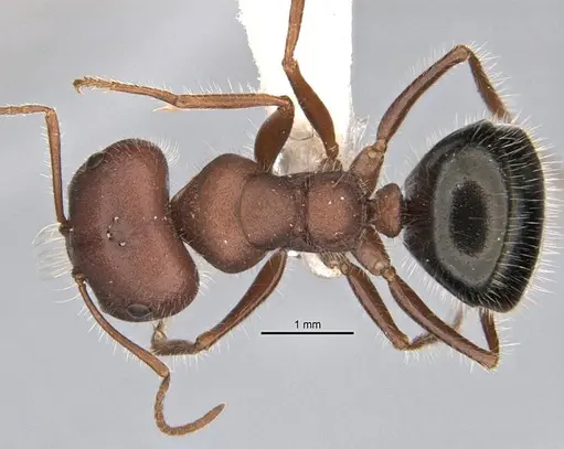 Melophorus hirsutipes specimen ANIC32-900093 image anic32-900093_1